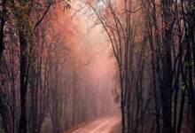 布伦特福德vs利物浦赛事前瞻分析-(随机）